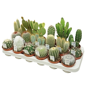 Planta naturala Cactus mixed H12 cm PS8.5 cm in pamant