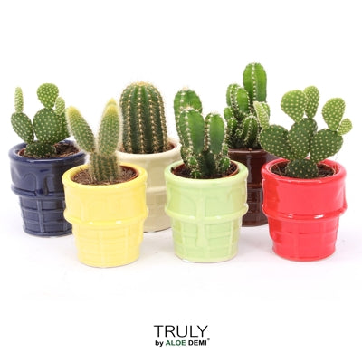 Planta naturala Cactus mixed H12 cm PS8 cm in pamant