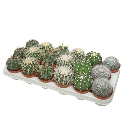 Planta naturala Cactus mixed H13 cm PS8.5 cm in pamant