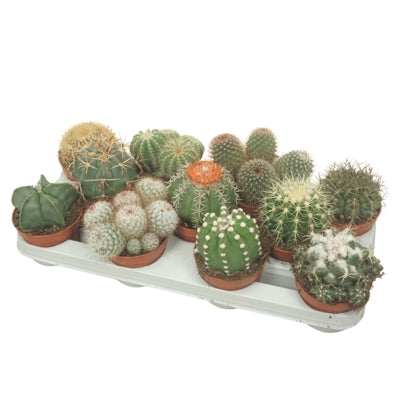 Planta naturala Cactus mixed H14 cm PS10.5 cm in pamant