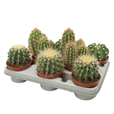 Planta naturala Cactus mixed H15 cm PS10.5 cm in pamant