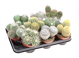 Planta naturala Cactus mixed H15 cm PS10.5 cm in pamant