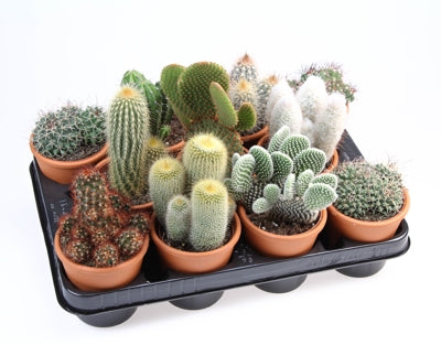 Planta naturala Cactus mixed H15 cm PS10 cm in pamant