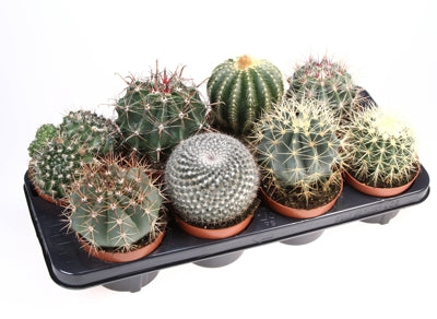 Planta naturala Cactus mixed H15 cm PS12 cm in pamant