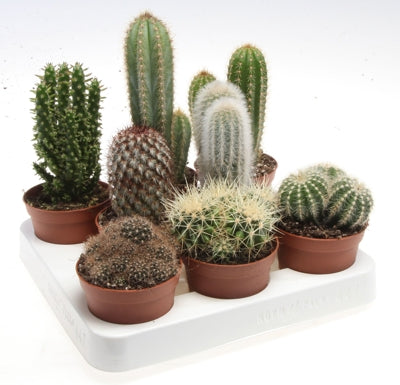 Planta naturala Cactus mixed H15 cm PS8.5 cm in pamant