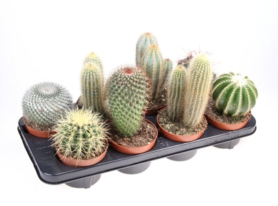 Planta naturala Cactus mixed H20 cm PS12 cm in pamant