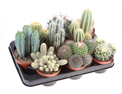 Planta naturala Cactus mixed H22 cm PS10.5 cm in pamant
