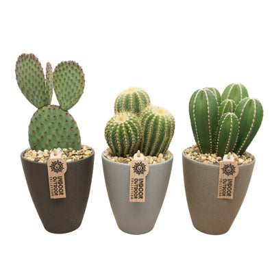 Planta naturala Cactus mixed H28 cm PS13 cm in pamant