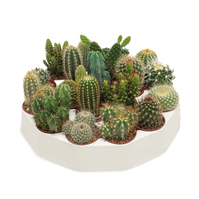 Planta naturala Cactus mixed H8 cm PS5.5 cm in pamant