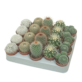 Planta naturala Cactus mixed H8 cm PS5.5 cm in pamant