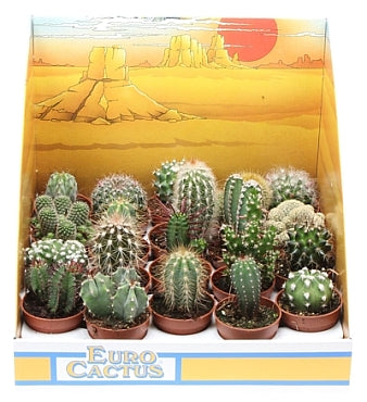 Planta naturala Cactus mixed H8 cm PS5.5 cm in pamant