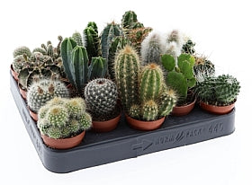 Planta naturala Cactus mixed H8 cm PS5.5 cm in pamant