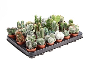 Planta naturala Cactus mixed H8 cm PS5.5 cm in pamant