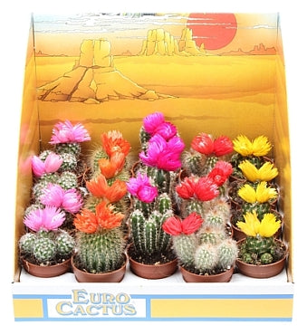 Planta naturala Cactus mixed H8 cm PS5.5 cm in pamant