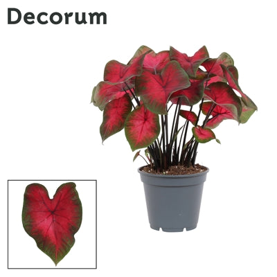Planta naturala Caladium H50 cm PS17 cm in pamant