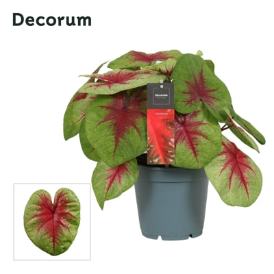 Planta naturala Caladium 'Lemon Blush' H40 cm PS17 cm in pamant