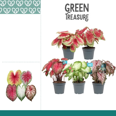 Planta naturala Caladium mixed H50 cm PS17 cm in pamant