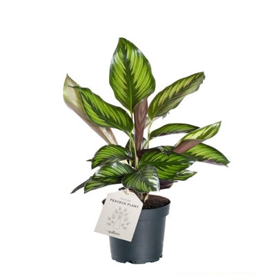 Planta naturala Calathea Beautystar H35 cm PS11 cm in pamant