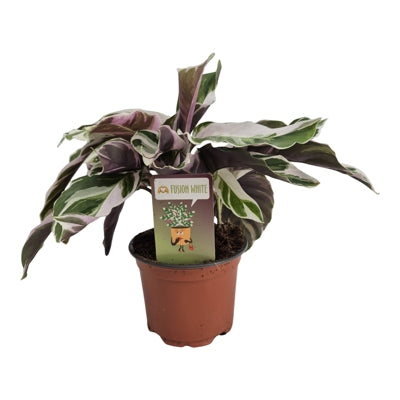 Planta naturala Calathea 'Fusion White' H15 cm PS10.5 cm in pamant