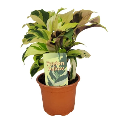Planta naturala Calathea 'Fusion Yellow' H15 cm PS10.5 cm in pamant