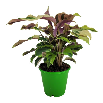 Planta naturala Calathea 'Fusion Yellow' H35 cm PS14 cm in pamant