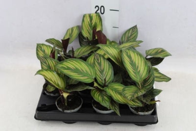Planta naturala Calathea H17 cm PS6 cm in pamant