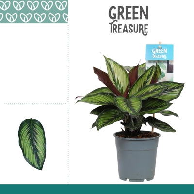 Planta naturala Calathea H30 cm PS12 cm in pamant