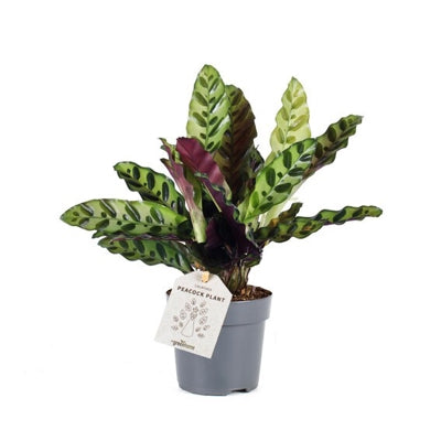 Planta naturala Calathea H35 cm PS11 cm in pamant