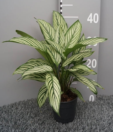 Planta naturala Calathea H35 cm PS12 cm in pamant