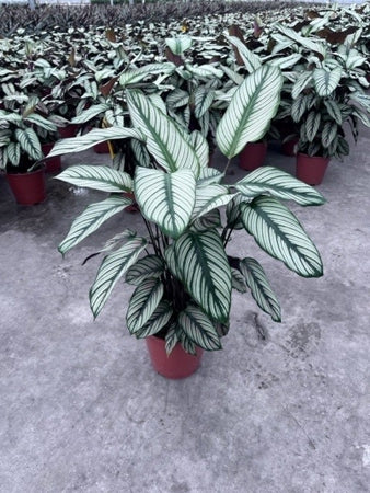 Planta naturala Calathea H85 cm PS19 cm in pamant