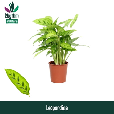 Planta naturala Calathea leopardina H40 cm PS12 cm in pamant
