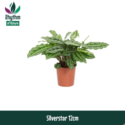 Planta naturala Calathea louisae Silverstar H40 cm PS12 cm in pamant