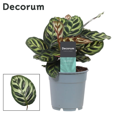 Planta naturala Calathea makoyana H30 cm PS12 cm in pamant