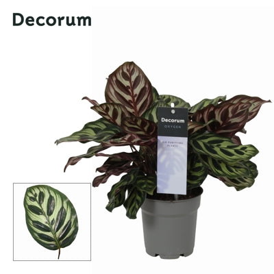 Planta naturala Calathea makoyana H30 cm PS12 cm in pamant