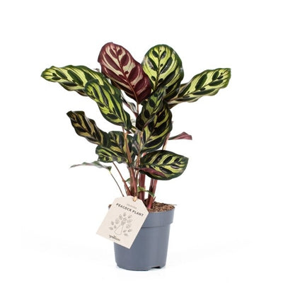 Planta naturala Calathea makoyana H35 cm PS11 cm in pamant