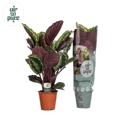 Planta naturala Calathea 'Medallion' H70 cm PS19 cm in pamant