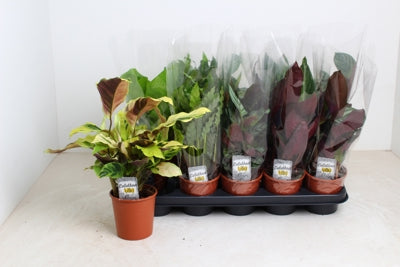 Planta naturala Calathea mixed 4 varietys H40 cm PS12 cm in pamant