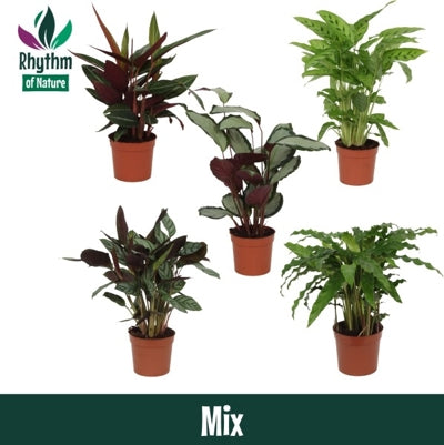 Planta naturala Calathea mixed 5 varietys H40 cm PS12 cm in pamant