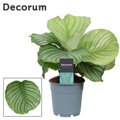 Planta naturala Calathea orbifolia H30 cm PS12 cm in pamant