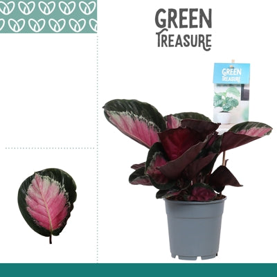 Planta naturala Calathea ros. 'Rosy' H30 cm PS12 cm in pamant