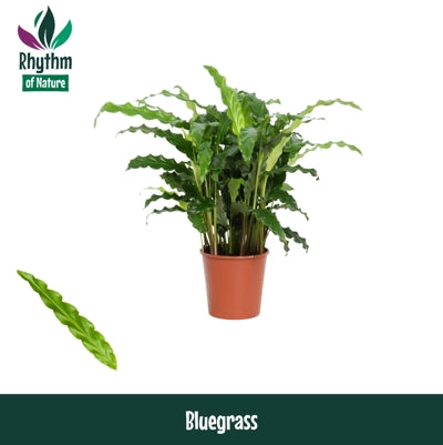 Planta naturala Calathea rufibarba 'Blue Grass' H40 cm PS12 cm in pamant