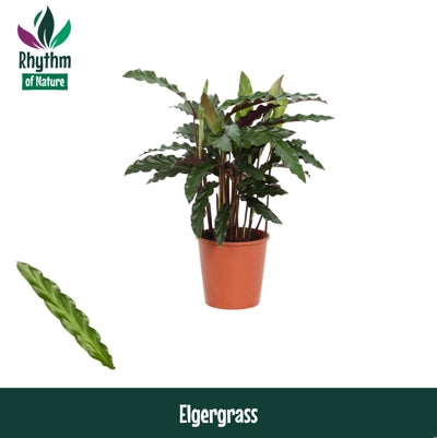 Planta naturala Calathea rufibarba 'Elgergrass' H40 cm PS12 cm in pamant