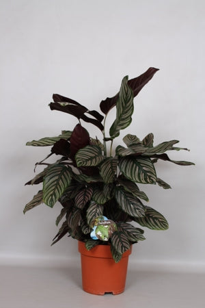 Planta naturala Calathea sanderiana H80 cm PS24 cm in pamant