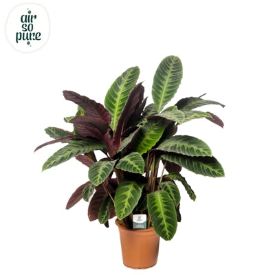 Planta naturala Calathea warscewiczii H100 cm PS24 cm in pamant