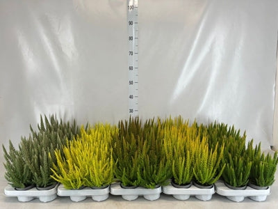 Planta naturala Calluna vul. Skyline mixed H12 cm PS9.5 cm in pamant