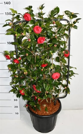 Planta naturala Camellia japonica H150 cm PS38 cm in pamant