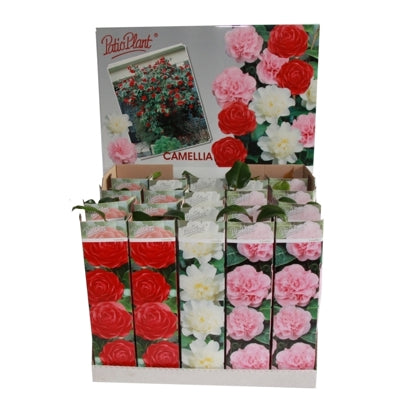 Planta naturala Camellia mixed 3 colors H30 cm PS9 cm in pamant