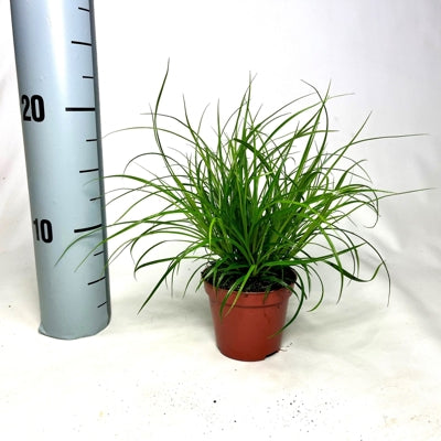 Planta naturala Carex brunnea H25 cm PS8 cm in pamant