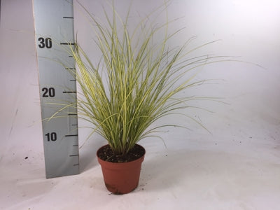 Planta naturala Carex brunnea 'Jenneke' H25 cm PS8 cm in pamant