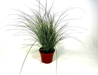 Planta naturala Carex brunnea 'Jubilo' H30 cm PS12 cm in pamant